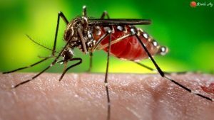 Zika Virüsü ( Salgın Hastalıklar )