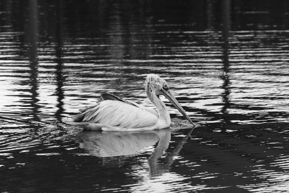 Bitcoin ETF'leri için SEC Onayı: In-Kind Geri Alımlar Başlıyor