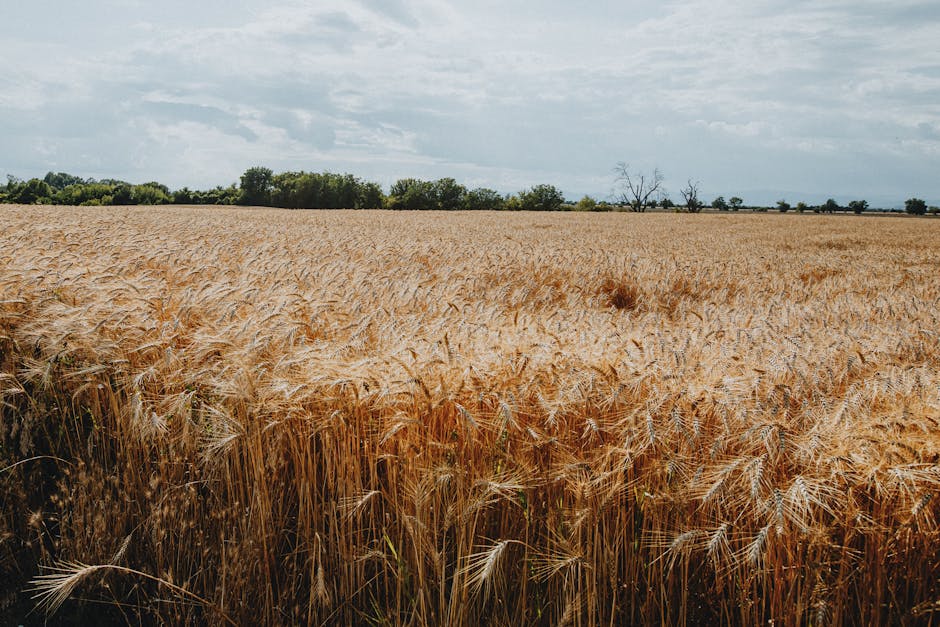 DeFi Yükselişi: Ethereum Liderliği ve Yeni Trendler