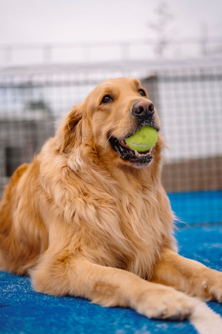 Mario Tennis Fever: 12 Şubat'ta Yeni Nesil Tenis Heyecanı!