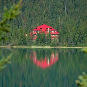 Tree Hut BDY by Tree Hut Cilt Serumu: Nemli ve Parlak Cilt İçin