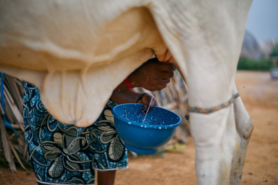 Kinetiq: Hyperliquid Airdrop Kampanyasıyla Yükselen DeFi Protokolü