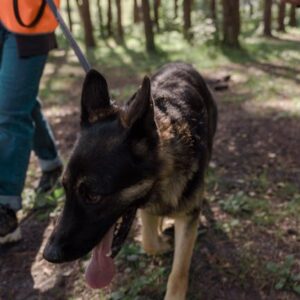 Ring Search Party: Kayıp Köpekleri Bulmak İçin Yapay Zeka