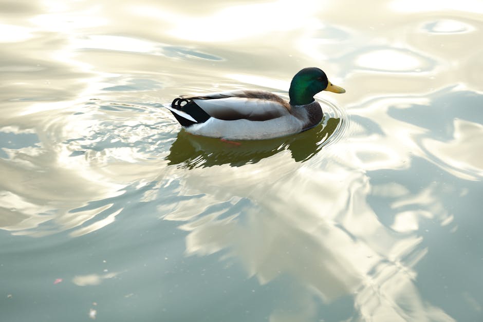 XRP Yükselişi: 2.50 Dolar Direnci ve Hedefler Analizi