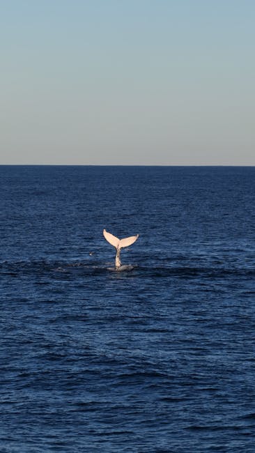DJI Neo 2 Selfie Drone Satışı: ABD'de Yok!