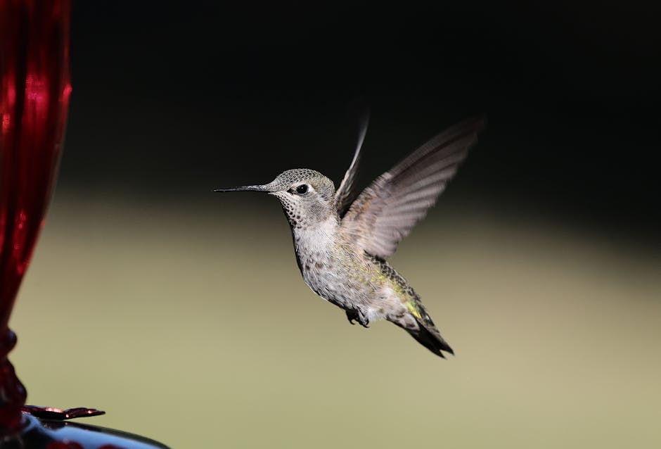 Birdfy Hum Bloom ve Feeder Vista: Kolibritleri Yavaş Hareketle Yakalayın!