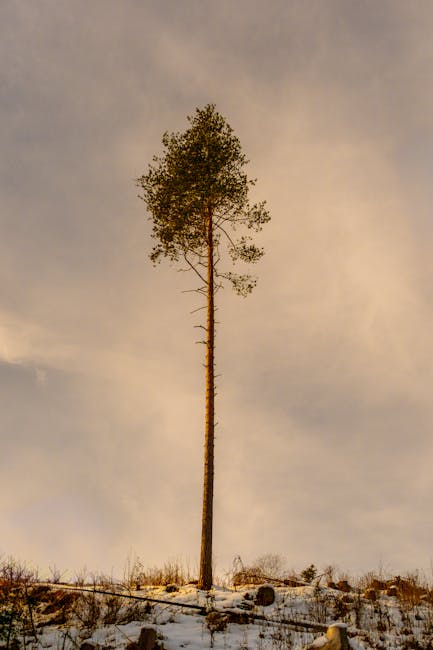 Bitcoin Görüşleri Ayrışıyor: Fundstrat'tan Tom Lee Açıklaması