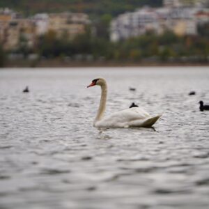 Ripple Singapur’da Genişliyor: XRP ve RLUSD Hizmetleri Artıyor