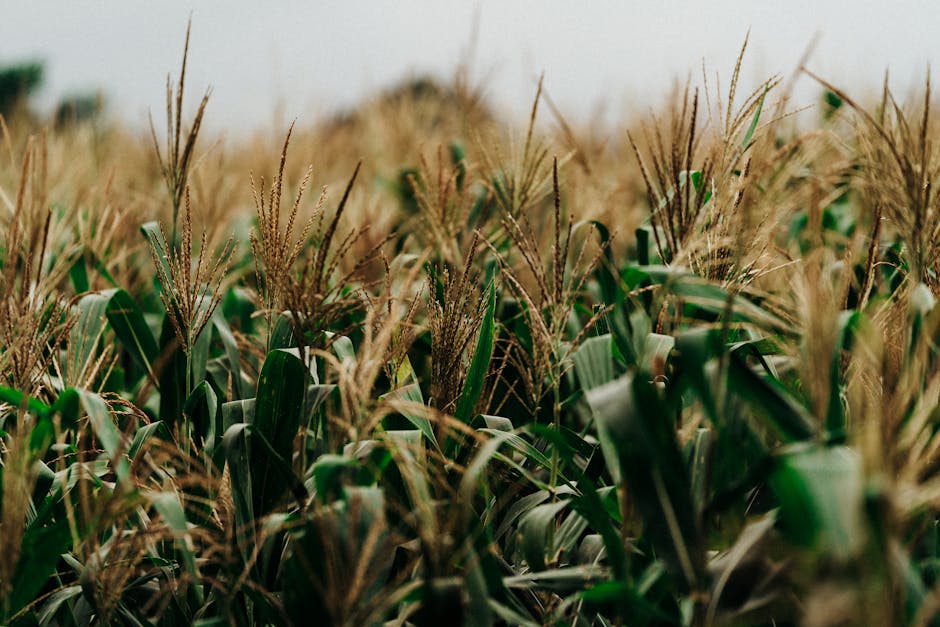 60 Minutes Raporu Sansürlendi mi? CECOT ve İfade Özgürlüğü Tartışması