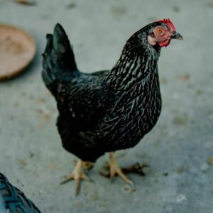 Coven of the Chicken Foot: Sözsüz Macera ve Bulmaca Oyunu