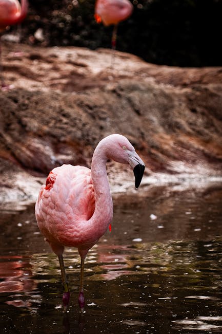 Avalanche ETF'i Staking Ödüllerini Dahil Ediyor: AVAX Fiyatı Etkilenir mi?