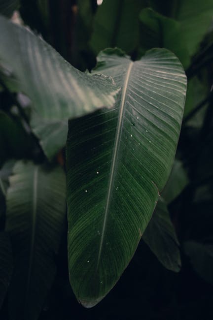 Click & Grow: Akıllı Bahçelerle Kolay Bitki Yetiştirme