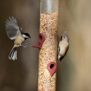 Akıllı Kuş Yemliği Birdbuddy 2: Kuşları Tanıyan Yemlik!