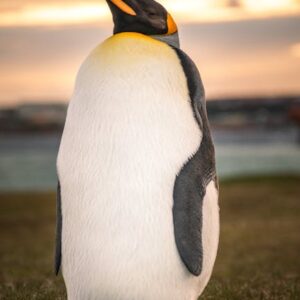 Pudgy Penguins: Yeni Nesil Tarayıcı Tabanlı Oyun ve PENGU Token