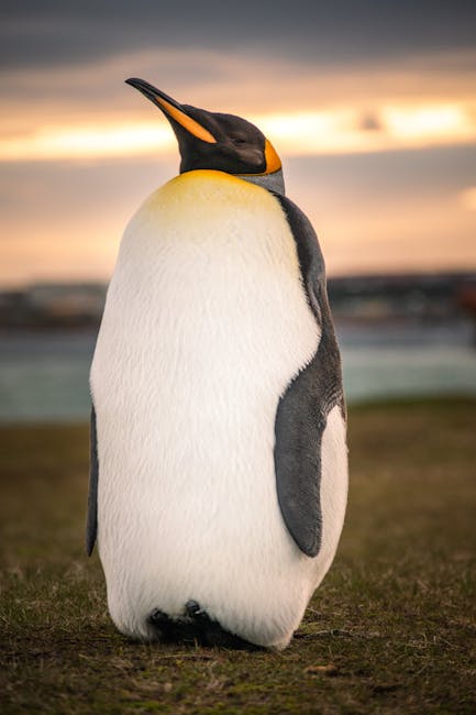 Pudgy Penguins: Yeni Nesil Tarayıcı Tabanlı Oyun ve PENGU Token