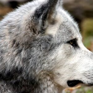 Wolf Cut Saç Kesimi: 2026 Trendi, Uygulama ve Bakım