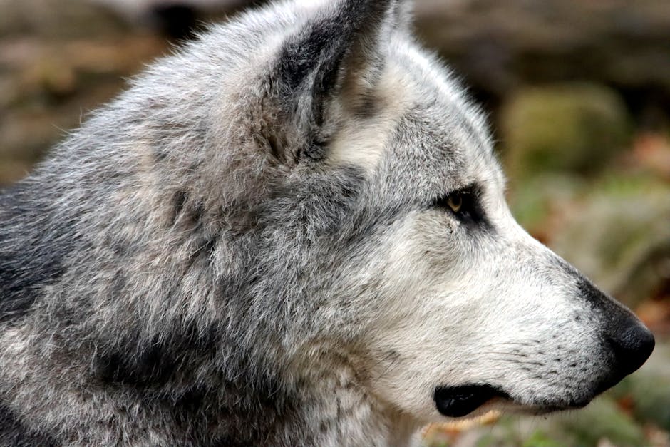 Wolf Cut Saç Kesimi: 2026 Trendi, Uygulama ve Bakım