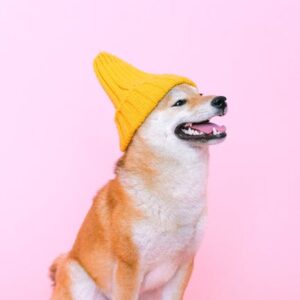 Vitalik Buterin’den Shiba Inu Açıklaması: Yapay Zeka Fonu ve Politik Etki